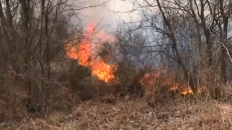 İstanbul Beykoz'da orman yangını