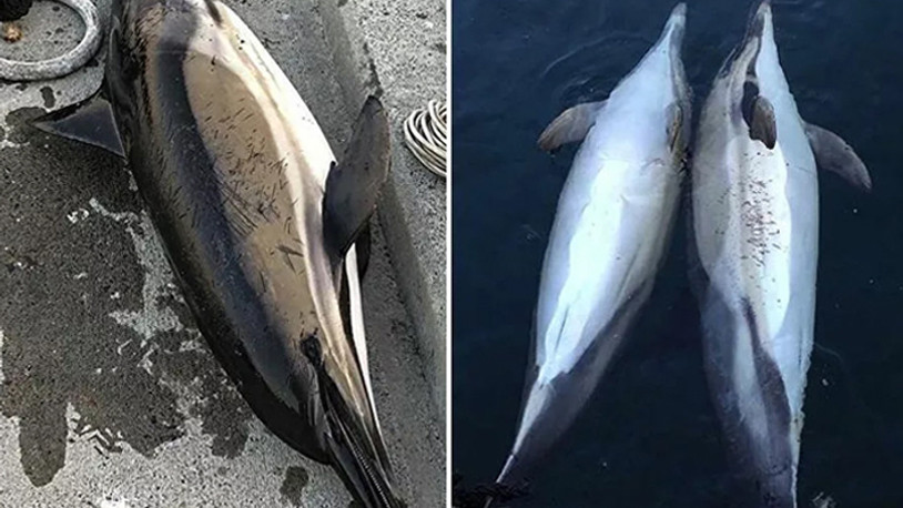 İstanbul Boğazı'nda bir günde 3 yunus balığının ölüm nedeni belli oldu