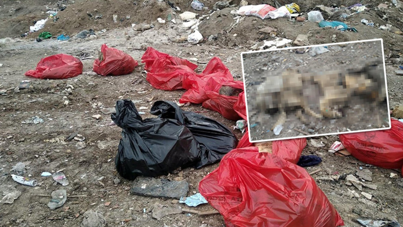 Molozların arasında dehşete düşüren görüntü