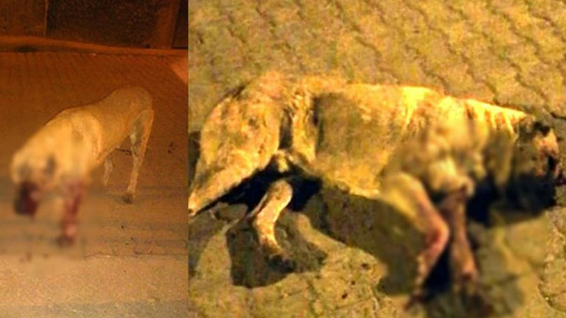 Sokak köpeğinin gözlerini oyup öldüresiye dövdüler