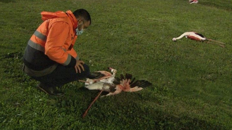 Allı turnaların toplu ölümü araştırılıyor