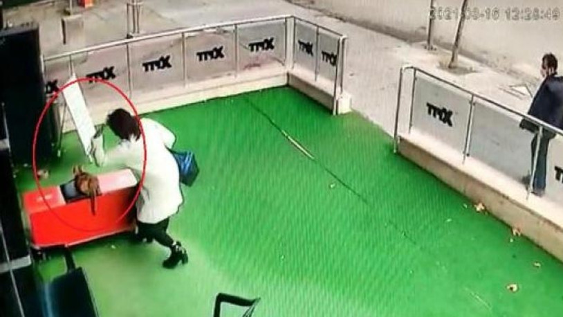 Ankara'da hamile kediye şiddet uygulayan kadına bin 33 TL para cezası