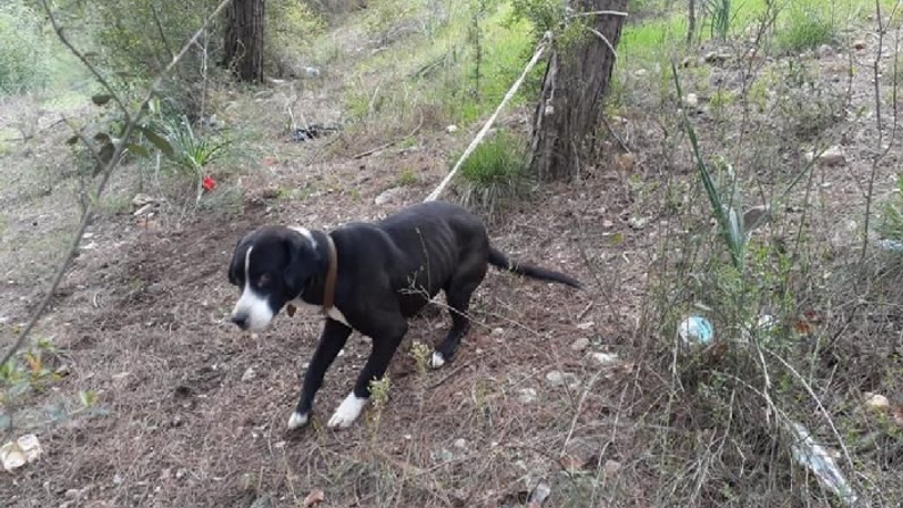 Köpeği ormanda ağaca bağlayıp ölüme terk ettiler