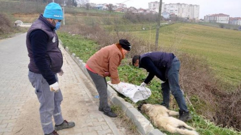 Vahşet... Köpeğin ayaklarını bağlayıp, koydukları çuvalla dereye atarak öldürdüler