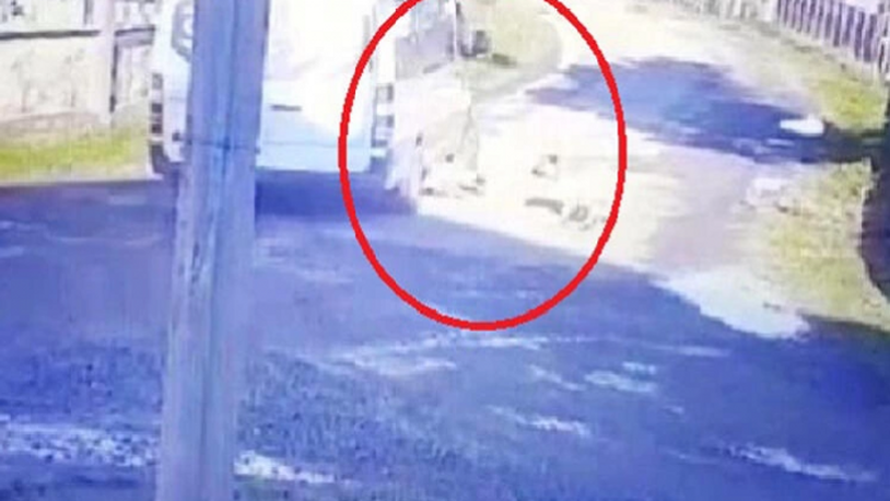 Yolda yatan köpeği üzerinden geçerek yaralayan sürücüye para cezası 