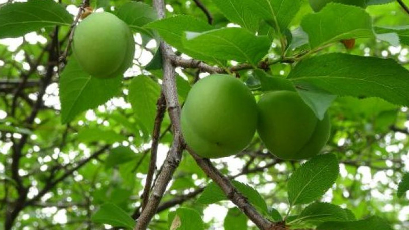 800 liradan satılan eriğin kilosu, 50 liraya kadar düştü