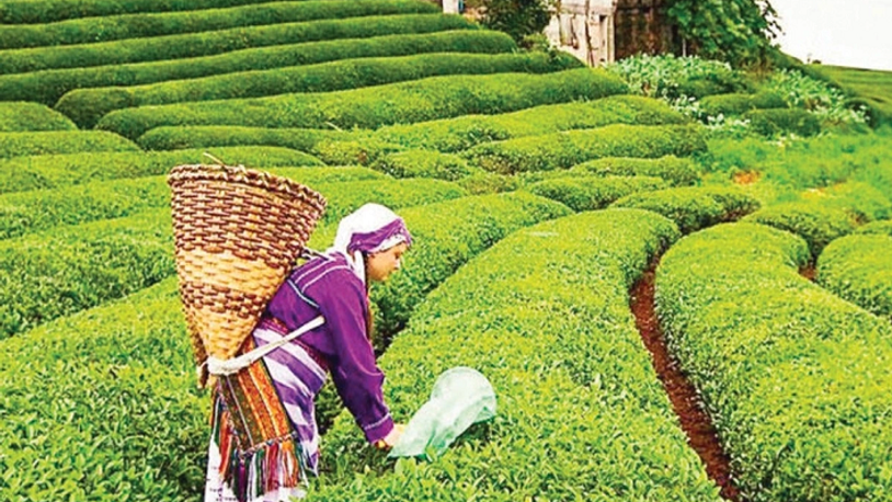 Çay işçisi göçü başladı, uyarı geldi