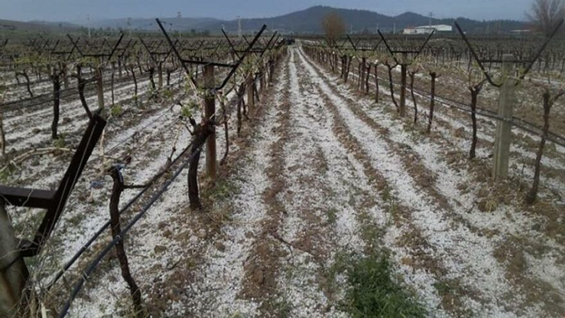 Dolu yağışı, 5 dakikada binlerce dekar tarım arazisini etkiledi