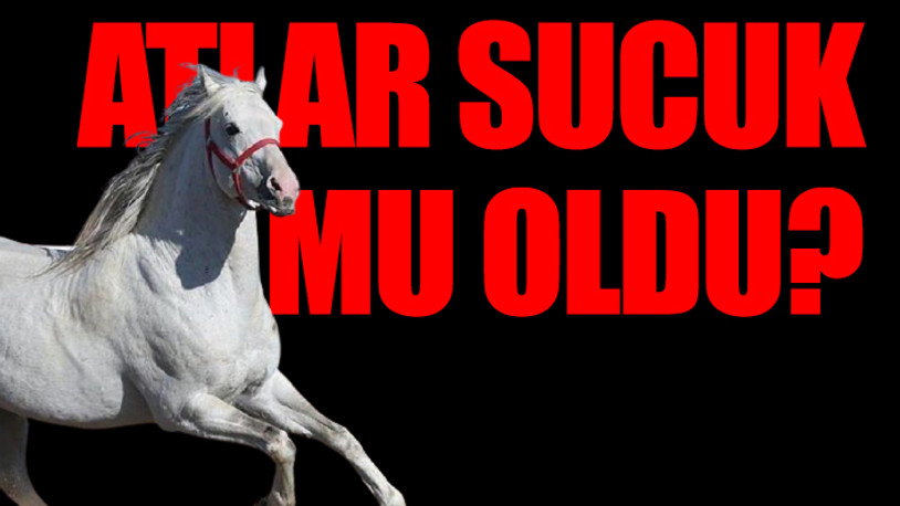 Hatay’daki kayıp atlarla ilgili yeni gelişme