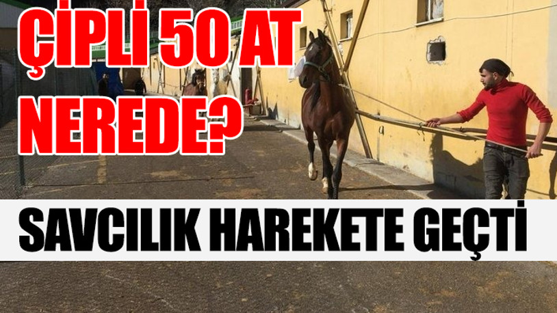 İBB'nin MHP'li belediyeye hibe ettiği atlar kayboldu 