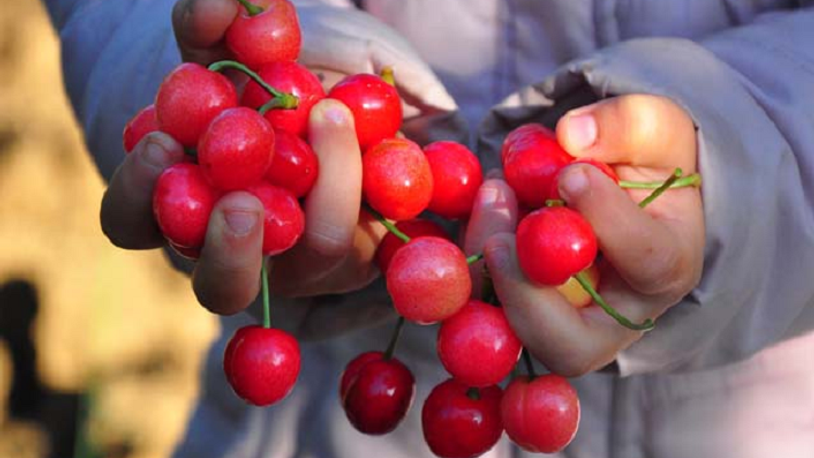 Manisa'da erkenci kiraz hasadı başladı 