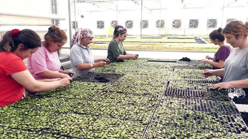 400 üretici bir araya geldi, tarım devi Hollanda'ya tohum satıyorlar