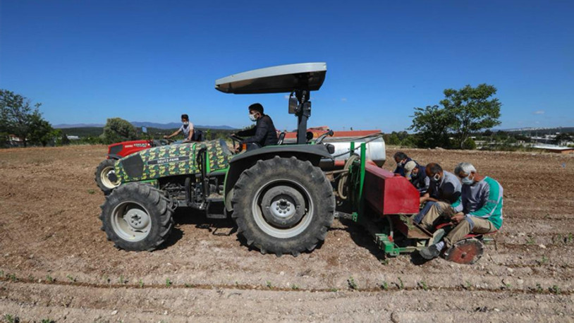 Buca Belediyesi’nden Gölet’e kekik 