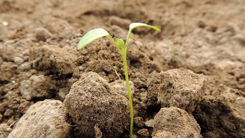 Dünyanın en uzun soluklu deneylerinden biri sonuç verdi: 142 yaşındaki tohum filizlendi