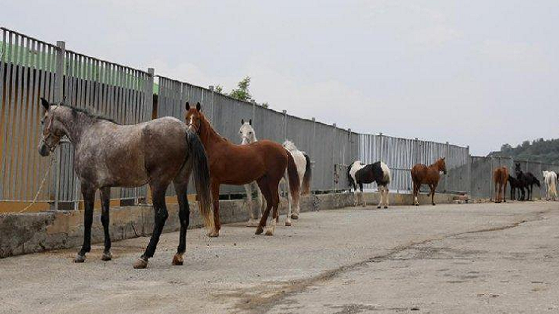 İBB’den kayıp at iddialarına yanıt