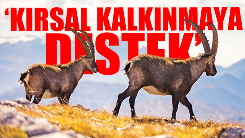 Tarım Bakanlığından pes dedirten 'av ihalesi' savunması