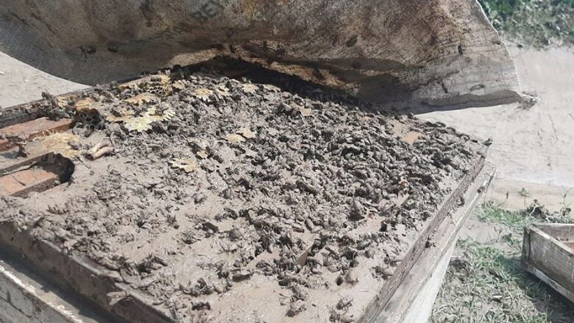 400 kovan arısı sele kapıldı: Zararı dudak uçuklattı