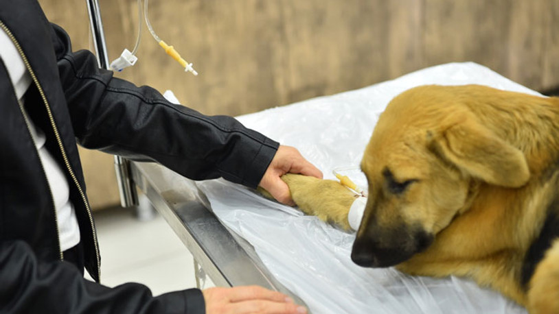 Avcılar Belediyesi ekipleri zehirlenen yavru köpekleri hayata döndürdü