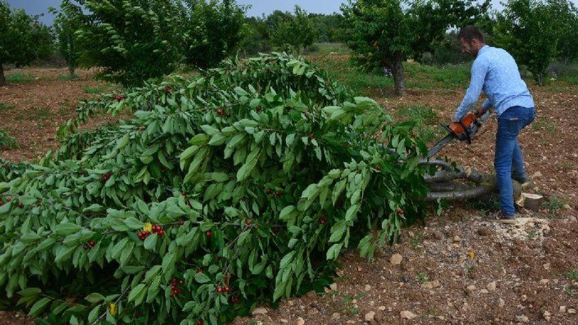 Çiftçi isyan etti: Bin 500 ağacı kesti