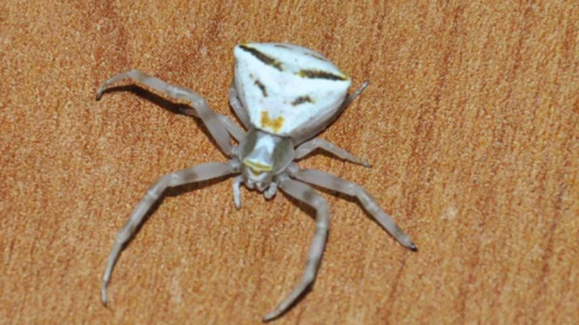 İnsan yüzlü örümcek Türkiye’de bir kez daha ortaya çıktı