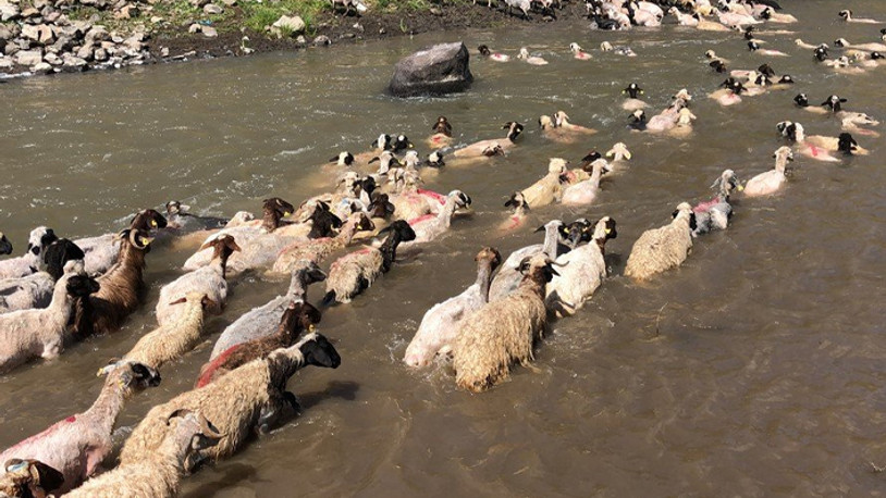 Kırkılan yüzlerce koyun Kars Çayı'nda yıkandı
