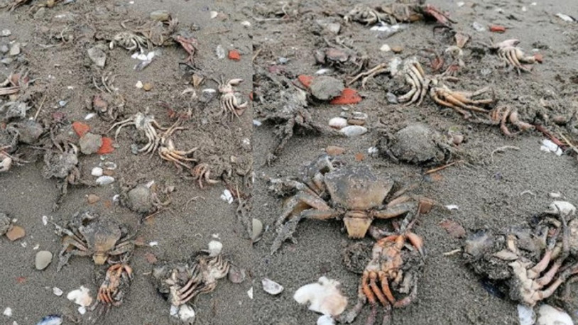 Marmara Denizi ölüyor: Kıyıya onlarca yengeç vurdu