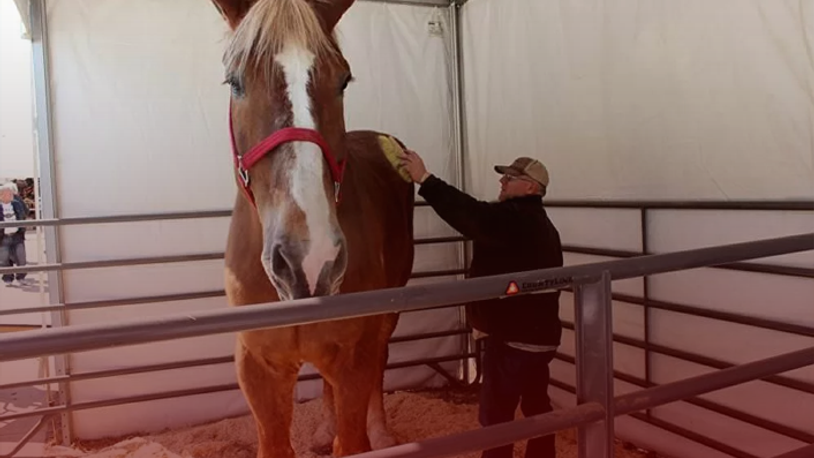 'Dünyanın en uzun boylu atı' öldü