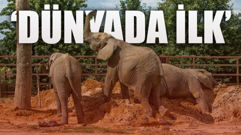 Hayvanat bahçesinde yaşayan 13 fil doğaya bırakılacak