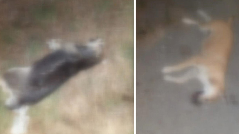 İstanbul'da dehşet... İşkence yapılıp zehirlenen 17 köpek bulundu