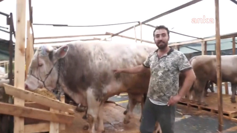 Kurbanlıklar İstanbul'a geldi: Üretici maliyetten şikayetçi