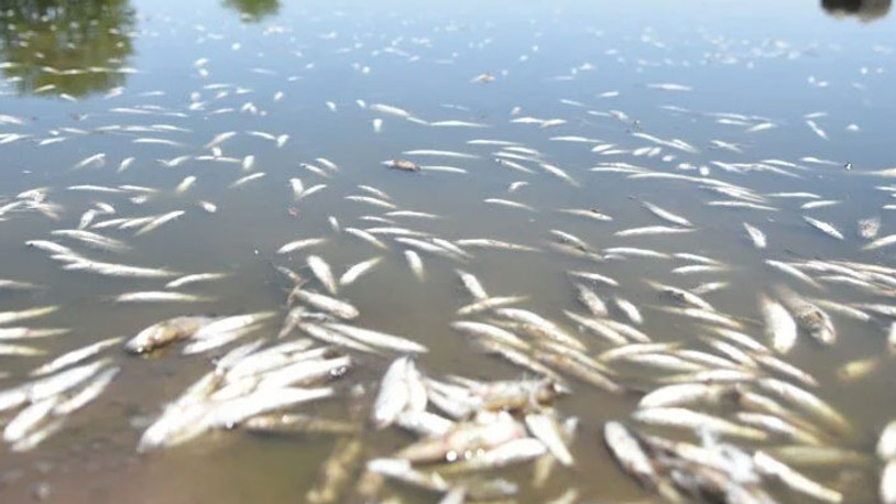 Şanlıurfa'da korkutan görüntü: Ölümler 2 gün önce başladı