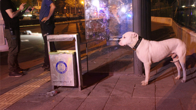 Sokak ortasında öldürülen sahibinin başından ayrılmadı