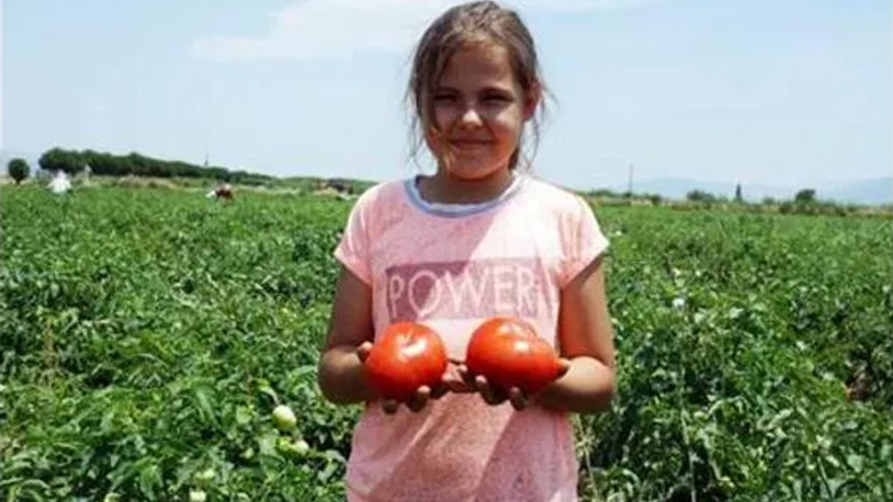 Domates tarlasında günde 10 saat çalışan çocuk işçiler...