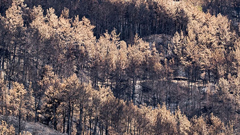 Manavgat'ta yanan ormanlardan sevindiren haber