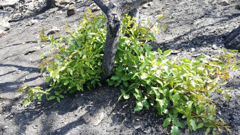 Tunç Soyer: Menengiç ağaçları yeşermeye başladı bile