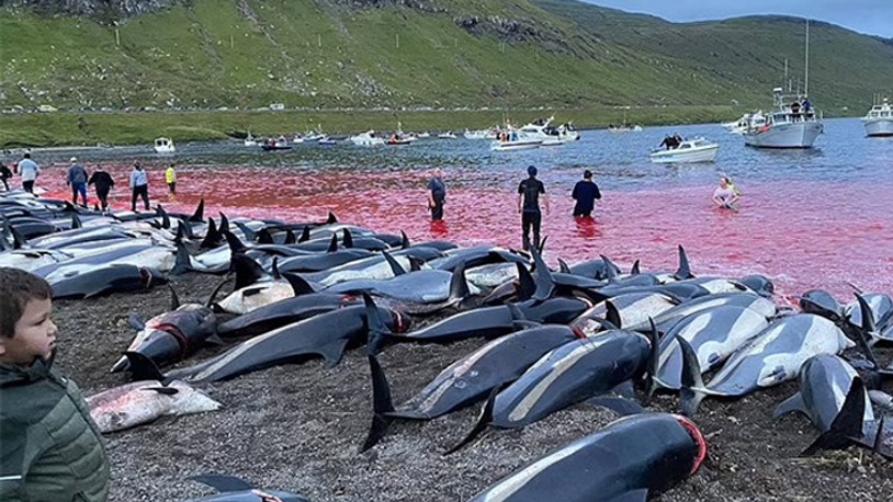 Faroe Adaları’ndaki festivalde 1428 balina ve yunus katledildi