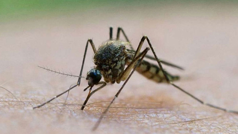 İstanbul'da şimdi de 'baldırsokan' paniği