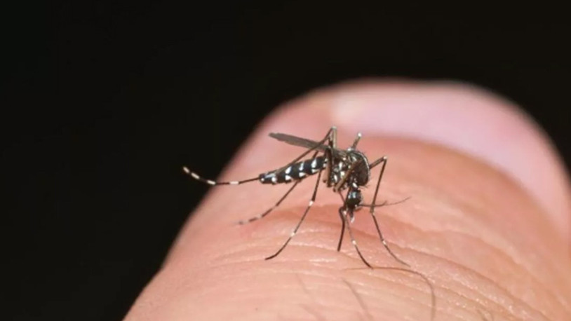 İstanbul'da sivrisineklerin üreme haritası çıkarıldı