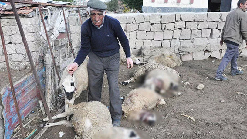Borçla aldığı hayvanlarına kurt saldırdı