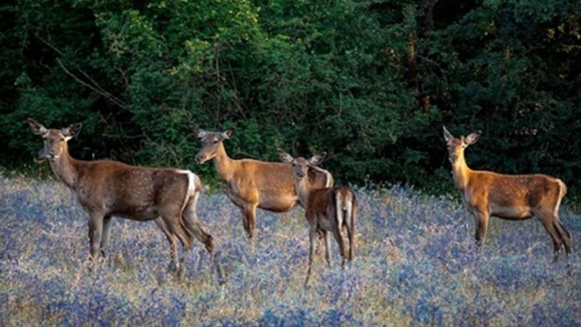 Kızıl geyik avına mahkemeden yürütmeyi durdurma kararı