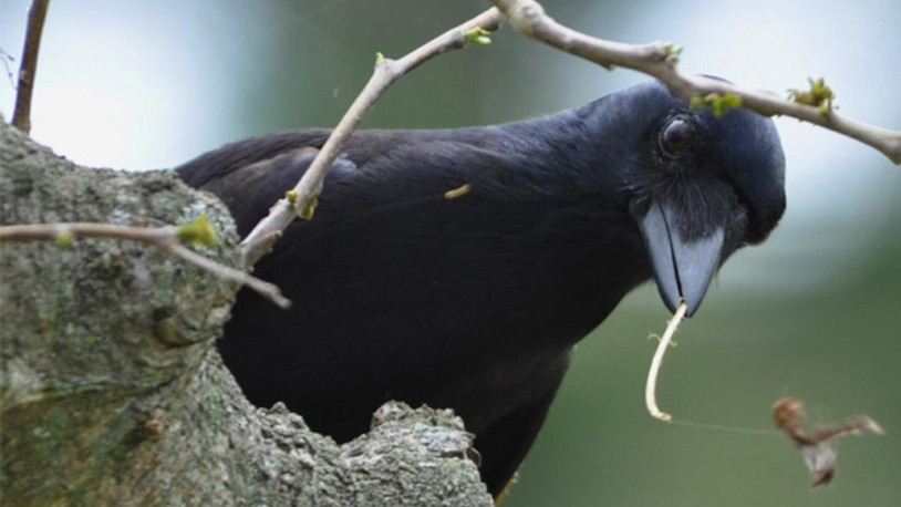 Kargalarla ilgili ilgi çeken bulgu: Kullandıkları aletleri değerine göre saklıyorlar