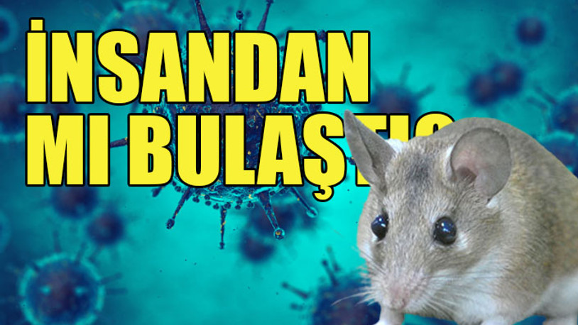 Yeni bilgiler ortaya çıkıyor! Omicron için çarpıcı teori