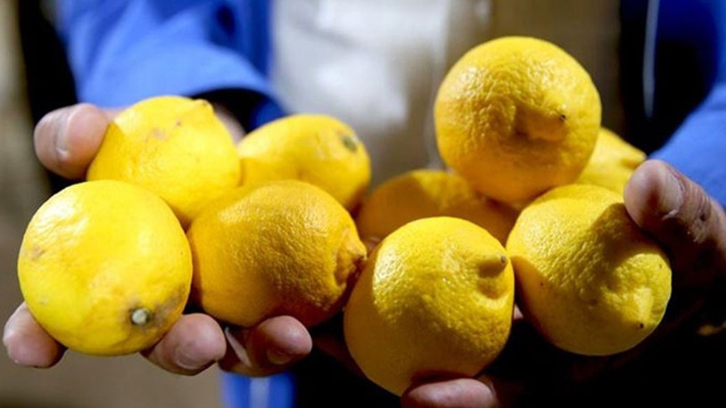 450 bin ton limon elinde kaldı: Bedavaya bilen alan yok