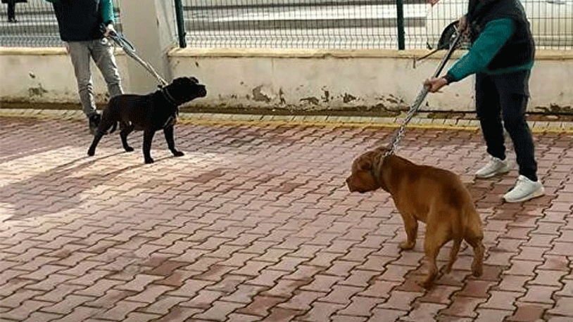 Asiye Ateş'e saldıran pitbull cinsi köpekler iddianamede silah sayıldı