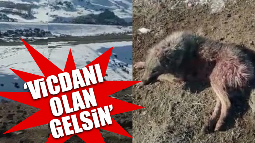 Barınak yerine dağ başına bırakıldılar: Açlıktan birbirini yediler!