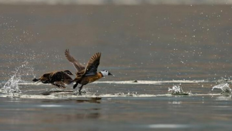 Burdur'la özdeşleşmişti: Gölü terk ettiler