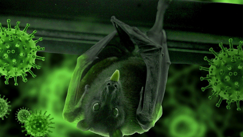 DSÖ'den 'yarasa' açıklaması... "NeoCov" 