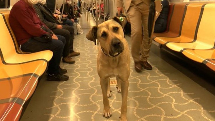 İş insanı Ömer Koç, fenomen köpek Boji'yi sahiplendi