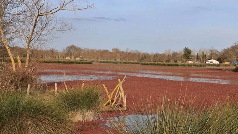 Kızılırmak'ta renk değişiminin nedeni belli oldu