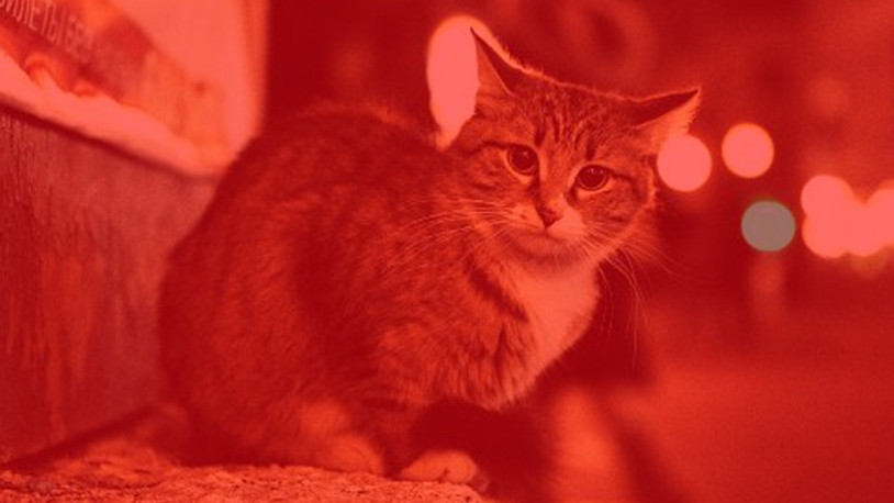 Tekirdağ'da kediye işkence edip öldüren isim tutuklandı